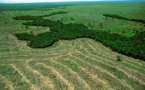 La deforestación del Amazonas causará una dramática reducción de las lluvias