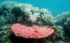 Gran Barrera de Coral australiana perdió mitad de su extensión en 27 años