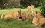 Desaparición de sabanas africanas amenaza vida de leones (estudio)