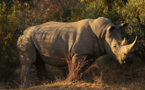 Los cazadores furtivos mataron 668 rinocerontes en Sudáfrica en 2012, un nuevo récord