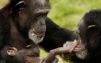 Chimpancés tienen sentido de la equidad como los humanos, dice estudio