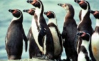 Pingüinos de Humboldt amenazados de extinción en Chile y Perú