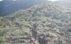 Las fuerzas tunecinas persiguen a dos grupos armados yihadistas cerca de frontera argelina