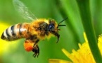 Abejas: la UE prohíbe tres pesticidas a partir del 1 de diciembre