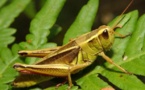 Saltamontes y gusanos entran en las clases de cocina en Holanda