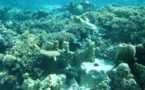 La UNESCO pide medidas a Australia para proteger la gran barrera de coral