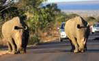 Sudáfrica evacuará a centenares de rinocerontes del parque Kruger