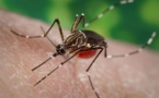 Mosquitos transgénicos, flamante producto industrial en Brasil