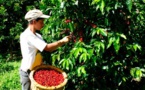 Dulce, ácido, aromático: el café en Colombia ya no es uno solo