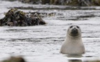 Noruega da un gran paso hacia el fin de la caza de focas