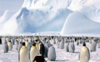 En la era del hielo, el frío diezmó a los pingüinos emperadores de la Antártida