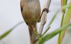 Científicos redescubren un pájaro en Birmania que se creía extinguido