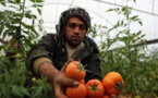 Los agricultores de Gaza exportan por primera vez a Israel en 8 años