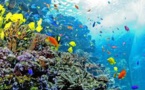 Australia presenta un plan de conservación de la Gran Barrera de Coral