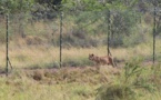 Después de 15 años, reintroducen al león en Ruanda