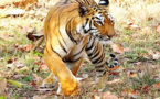 En Bangladés, el tigre se extingue en el manglar más grande del planeta