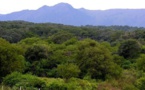 Del Chaco a Madagascar, los bosques tropicales en peligro