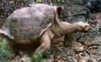 Identifican una nueva especie de tortuga gigante en Galápagos