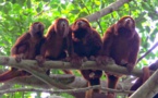 Cien años después, los monos aulladores vuelven a la selva de Rio