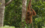 Los orangutanes, presas del hambre y enfermedades por incendios en Indonesia