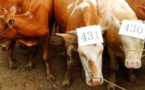 Una 'fábrica' china de clones promete vacas, caballos y hasta bebés a la carta