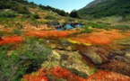 Isla Navarino, caleidoscopio de musgos y líquenes