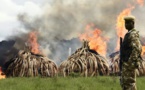 Kenia destruye la mayor cantidad de marfil de la historia