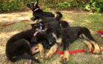 Gracias a la clonación, mascotas que acompañan a sus amos... para siempre